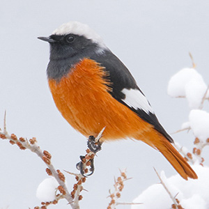 White-winged Redstart